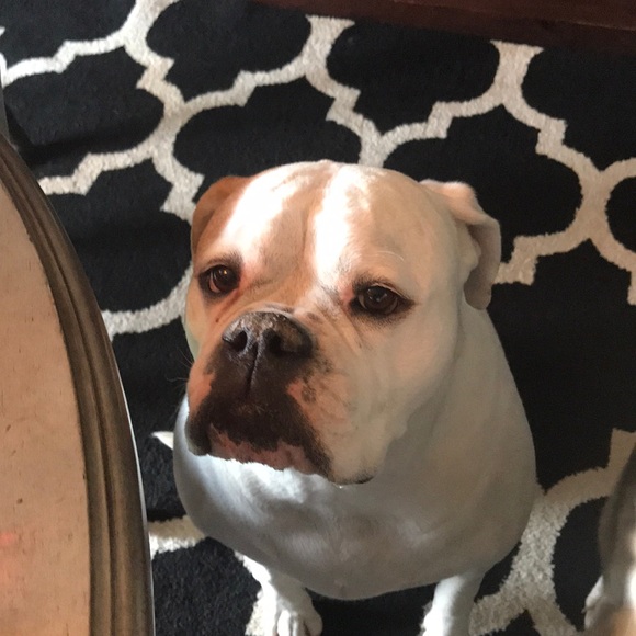 Meet your Posher, Danielle - Picture 1 of 1